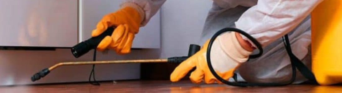 Empresa Autorizada pela Vigilância Sanitaria Dedetização Segura 24 HORAS